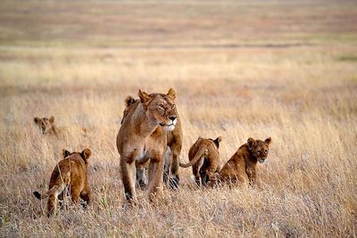 © Namiri Plains - Namiri Plains - Serengeti - Tanzanie Namiri Plains - Serengeti - Tanzanie