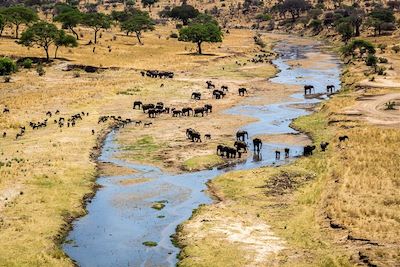 Eléphants - Parc national du Tarangire - Tanzanie