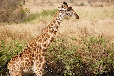 Girafe - Parc National du Serengeti - Tanzanie