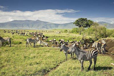 Zèbres et Gnous de Tanzanie