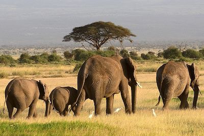 Elephants - Tanzanie 