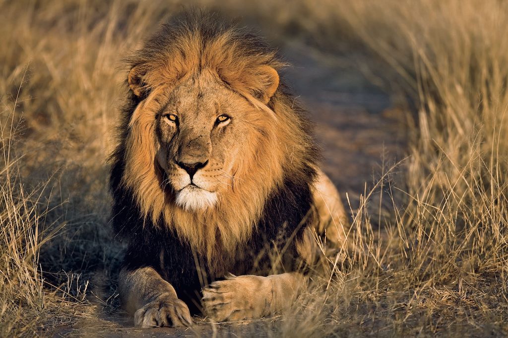 Voyage Au cœur de la grande migration du Serengeti 1