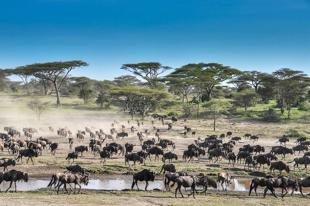 Au cœur de la grande migration du Serengeti