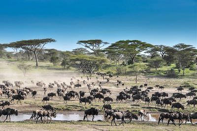 Voyage Ngorongoro