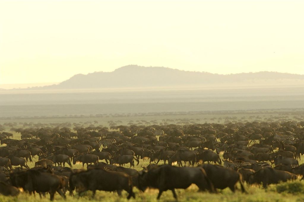 Voyage Au cœur de la grande migration du Serengeti 2