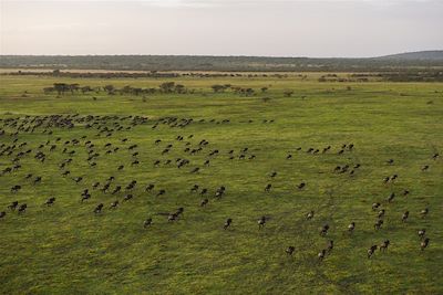 Mwiba Lodge - Serengeti - Tanzanie 