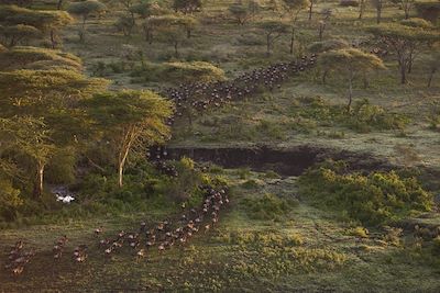 Mwiba Lodge - Serengeti - Tanzanie 