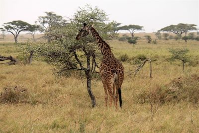 Girafe au parc du Serengeti - Tanzanie