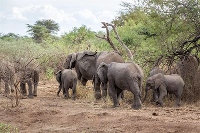 Eléphants - Parc du lac Manyara - Tanzanie