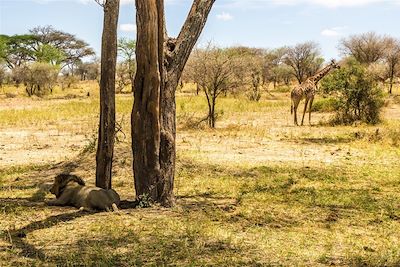 Lion et girafe - Parc national du Tarangire - Tanzanie