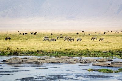 Zèbres - Cratère du Ngorongoro - Tanzanie