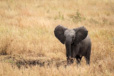 Eléphanteau au parc du Serengeti - Tanzanie