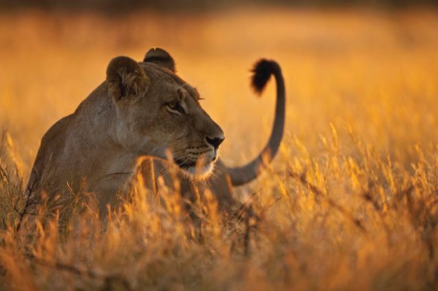 Safari en véhicule Serengeti