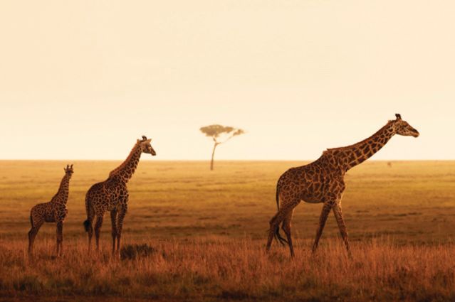 Four Seasons Safari Lodge - Serengeti - Tanzanie