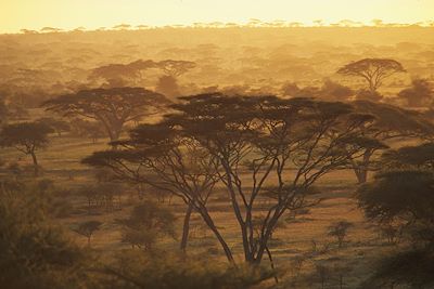 © Patrick Le Floc'h - Parc du Serengeti - Tanzanie Parc du Serengeti - Tanzanie