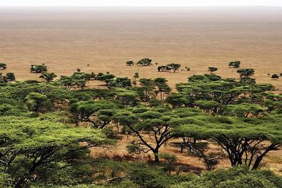 Vue du parc de Serengeti - Tanzanie