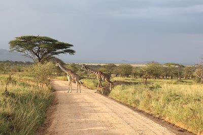 Entre Karatu et le parc national du Serengeti - Arusha - Tanzanie