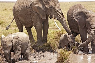 Parc national du Serengeti - Tanzanie