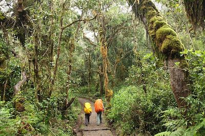 © www.vincentgaudin.com - Randonnée dans la forêt tropicale - Tanzanie Randonnée dans la forêt tropicale - Tanzanie