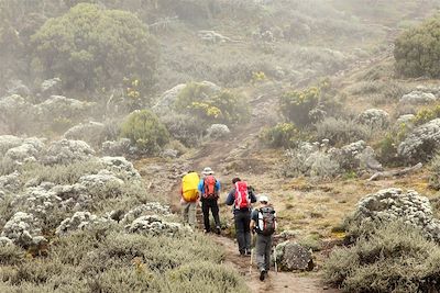 Montée vers le campement de Shira à 3900m sur le Kilimandjaro - Tanzanie
