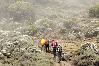 © www.vincentgaudin.com - Montée vers le campement de Shira à 3900m sur le Kilimandjaro - Tanzanie Montée vers le campement de Shira à 3900m sur le Kilimandjaro - Tanzanie