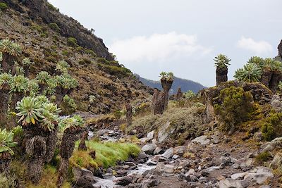 © Florian Hauer - Trek entre Barranco Camp et Karanga Camp - Kilimandjaro - Tanzanie Trek entre Barranco Camp et Karanga Camp - Kilimandjaro - Tanzanie