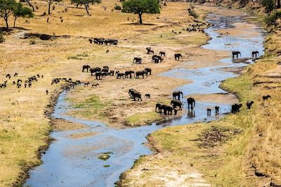 © Fabien Guenzi - Eléphants - Parc national du Tarangire - Tanzanie Eléphants - Parc national du Tarangire - Tanzanie