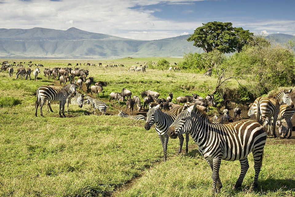 Voyage Lagons et safaris, de Jambiani au Serengeti  3