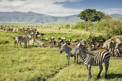 Zèbres et Gnous de Tanzanie