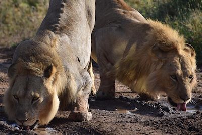 Serengeti - Tanzanie