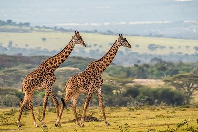 Girafes - Serengeti - Tanzanie