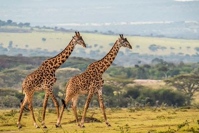 © Nick Dale/Design Pics / Photononstop - Girafes - Serengeti - Tanzanie Girafes - Serengeti - Tanzanie