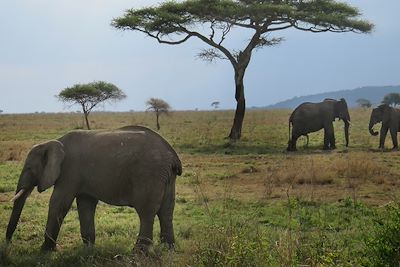 © Sandrine Perrot - Safari - Parc national du Serengeti - Tanzanie Safari - Parc national du Serengeti - Tanzanie