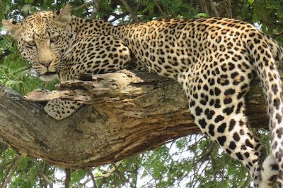 Safari - Parc national du Serengeti - Tanzanie