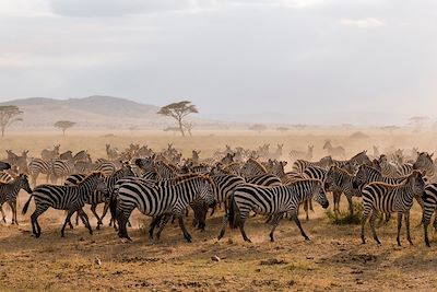 Parc national de Serengeti - Tanzanie 