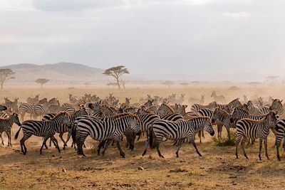 Parc national de Serengeti - Tanzanie 