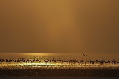 © Chem Chem Safari Lodge - Chem Chem Safari Lodge - Lac Manyara - Tanzanie Chem Chem Safari Lodge - Lac Manyara - Tanzanie