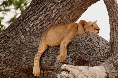 © Four Seasons Safari Lodge - Four Seasons Safari Lodge - Serengeti - Tanzanie Four Seasons Safari Lodge - Serengeti - Tanzanie