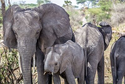 © Fabien Guenzi - Eléphants - Parc national du Tarangire - Tanzanie Eléphants - Parc national du Tarangire - Tanzanie