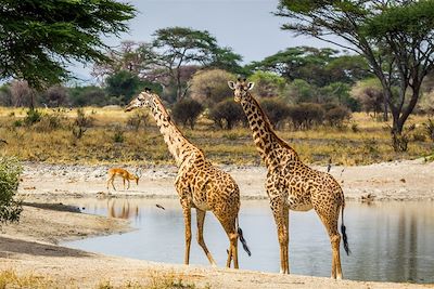 © Fabien Guenzi - Girafes - Parc national du Tarangire - Tanzanie Girafes - Parc national du Tarangire - Tanzanie