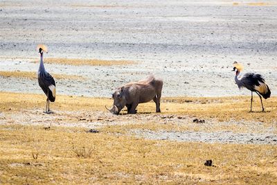 Gruee royales et phacochère - Cratère du Ngorongoro - Tanzanie