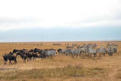 © Virginie Vincent - Cratère du Ngorongoro - Vallée du grand rift - Tanzanie Cratère du Ngorongoro - Vallée du grand rift - Tanzanie