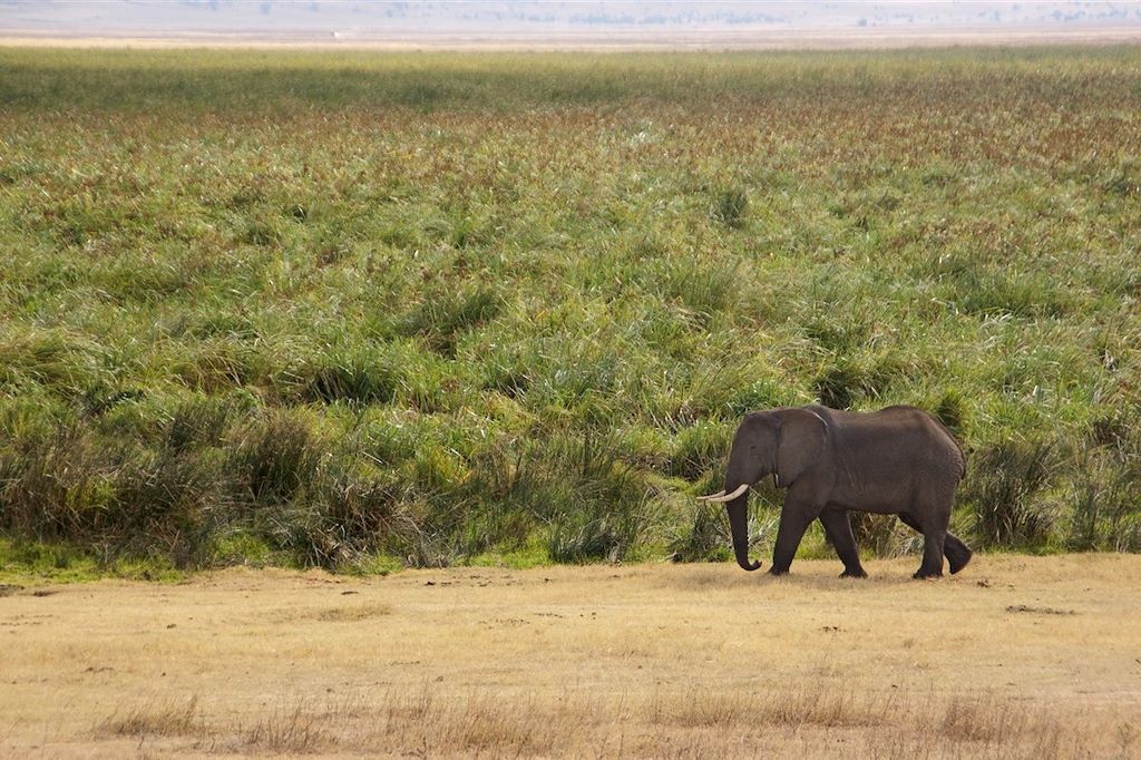 Voyage Rencontre avec le roi de la savane et Zanzibar