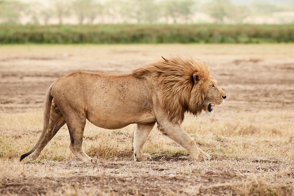 Voyage Rencontre avec le roi de la savane et Zanzibar 2