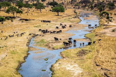 Eléphants - Parc national du Tarangire - Tanzanie