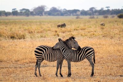 Zèbres au parc du Serengeti - Tanzanie