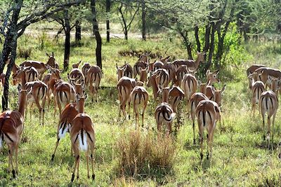 © Yann Guiguen - Troupeau de gazelles thomson - Tanzanie Troupeau de gazelles thomson - Tanzanie