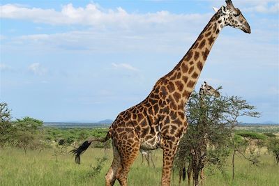 © Anne-Marie Duffoux - Parc national du Serengeti - Tanzanie Parc national du Serengeti - Tanzanie
