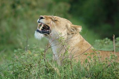 Lion dans le cratère du Ngorongoro - Tanzanie