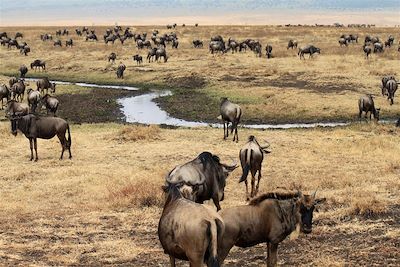 Gnous du N'Gorongoro - Tanzanie